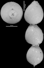 Nodosaria chirana Cushman & Stone, 1947 HOLOTYPE