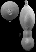 Lotostomoides jorisseni Hayward, 2012 HOLOTYPE