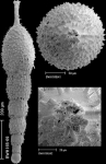 Scallopostoma conica (Neugeboren, 1852) IDENTIFIED SPECIMEN