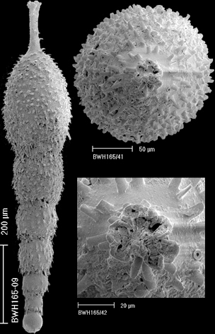 Scallopostoma conica (Neugeboren, 1852) IDENTIFIED SPECIMEN Scallopostoma conica (Neugeboren, 1852) IDENTIFIED SPECIMEN