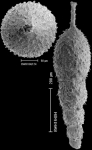 Scallopostoma conica (Neugeboren, 1852) IDENTIFIED SPECIMEN