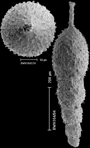 Scallopostoma conica (Neugeboren, 1852) IDENTIFIED SPECIMEN Scallopostoma conica (Neugeboren, 1852) IDENTIFIED SPECIMEN