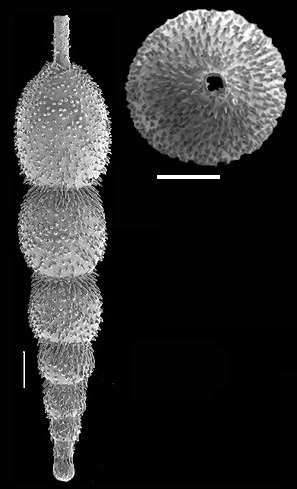 Scallopostoma conica (Neugeboren, 1852) IDENTIFIED SPECIMEN Scallopostoma conica (Neugeboren, 1852) IDENTIFIED SPECIMEN
