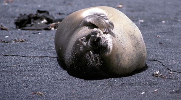 Elephant Seal on beach Elephant Seal on beach