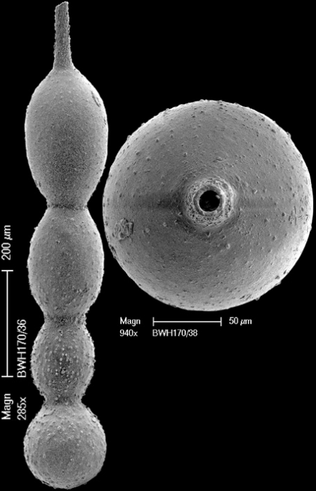 Scallopostoma karreri (Hantken, 1868) IDENTIFIED SPECIMEN Scallopostoma karreri (Hantken, 1868) IDENTIFIED SPECIMEN
