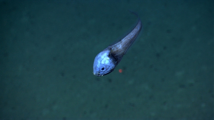 Acanthonus armatus Acanthonus armatus