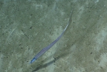 Aldrovandia sp., 1793 m Guayanilla Canyon, Caribbean.

Photograph courtesy of NOAA Okeanos Explorer, Océano Profundo 2015. Identification from photograph by A. Quattrini et al. For more information see: Quattrini AM, Demopoulos AWJ, Singer R, Roa-Veron A, Chaytor JD (2017). Demersal fish assemblages on seamounts and other rugged features in the northeastern Caribbean. Deep Sea Research Part I: Oceanographic Research Papers 123: 90-104.