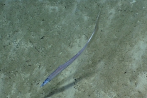 Aldrovandia sp., 1793 m Guayanilla Canyon, Caribbean.

Photograph courtesy of NOAA Okeanos Explorer, Ocano Profundo 2015. Identification from photograph by A. Quattrini et al. For more information see: Quattrini AM, Demopoulos AWJ, Singer R, Roa-Veron A, Chaytor JD (2017). Demersal fish assemblages on seamounts and other rugged features in the northeastern Caribbean. Deep Sea Research Part I: Oceanographic Research Papers 123: 90-104.