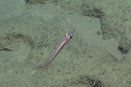 Argentinia sp., 523 m platform west of Puerto Rico, Caribbean.

Photograph courtesy of NOAA Okeanos Explorer, Océano Profundo 2015. Identification from photograph by A. Quattrini et al. For more information see: Quattrini AM, Demopoulos AWJ, Singer R, Roa-Veron A, Chaytor JD (2017). Demersal fish assemblages on seamounts and other rugged features in the northeastern Caribbean. Deep Sea Research Part I: Oceanographic Research Papers 123: 90-104.