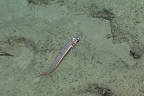 Argentiniasp.,523 m platform west of Puerto Rico, Caribbean.

Photograph courtesy of NOAA Okeanos Explorer, Ocano Profundo 2015. Identification from photograph by A. Quattrini et al. For more information see: Quattrini AM, Demopoulos AWJ, Singer R, Roa-Veron A, Chaytor JD (2017). Demersal fish assemblages on seamounts and other rugged features in the northeastern Caribbean. Deep Sea Research Part I: Oceanographic Research Papers 123: 90-104.