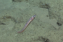 Argentiniasp.,523 m platform west of Puerto Rico, Caribbean.

Photograph courtesy of NOAA Okeanos Explorer, Ocno Profundo 2015. Identification from photograph by A. Quattrini et al. For more information see: Quattrini AM, Demopoulos AWJ, Singer R, Roa-Veron A, Chaytor JD (2017). Demersal fish assemblages on seamounts and other rugged features in the northeastern Caribbean. Deep Sea Research Part I: Oceanographic Research Papers 123: 90-104.