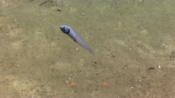 Bassozetus sp., 3237 m Mona Canyon, Caribbean.

Photograph courtesy of NOAA Okeanos Explorer, Océano Profundo 2015. Identification from photograph by A. Quattrini et al. For more information see: Quattrini AM, Demopoulos AWJ, Singer R, Roa-Veron A, Chaytor JD (2017). Demersal fish assemblages on seamounts and other rugged features in the northeastern Caribbean. Deep Sea Research Part I: Oceanographic Research Papers 123: 90-104.