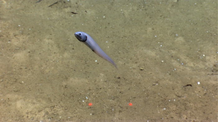Bassozetus Bassozetus