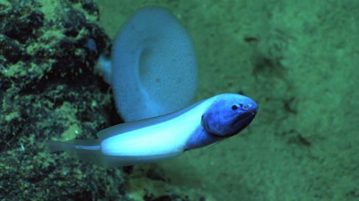 Bassozetus Bassozetus