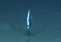 Bathyclupea schroederi, 608 m Whiting Bank, Caribbean.

Photograph courtesy of NOAA Okeanos Explorer, Océano Profundo 2015. Identification from photograph by A. Quattrini et al. For more information see: Quattrini AM, Demopoulos AWJ, Singer R, Roa-Veron A, Chaytor JD (2017). Demersal fish assemblages on seamounts and other rugged features in the northeastern Caribbean. Deep Sea Research Part I: Oceanographic Research Papers 123: 90-104.