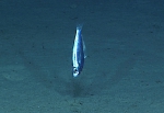 Bathyclupea schroederi, 608 m Whiting Bank, Caribbean.

Photograph courtesy of NOAA Okeanos Explorer, Océano Profundo 2015. Identification from photograph by A. Quattrini et al. For more information see: Quattrini AM, Demopoulos AWJ, Singer R, Roa-Veron A, Chaytor JD (2017). Demersal fish assemblages on seamounts and other rugged features in the northeastern Caribbean. Deep Sea Research Part I: Oceanographic Research Papers 123: 90-104.