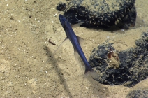 Bathypterois grallator, 3226 m Mona Canyon, Caribbean.

Photograph courtesy of NOAA Okeanos Explorer, Océano Profundo 2015. Identification from photograph by A. Quattrini et al. For more information see: Quattrini AM, Demopoulos AWJ, Singer R, Roa-Veron A, Chaytor JD (2017). Demersal fish assemblages on seamounts and other rugged features in the northeastern Caribbean. Deep Sea Research Part I: Oceanographic Research Papers 123: 90-104.