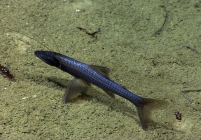Bathypterois phenax, , 1781 m Guayanilla Canyon, Caribbean. 

Photograph courtesy of NOAA Okeanos Explorer, Océano Profundo 2015. Identification from photograph by A. Quattrini et al. For more information see: Quattrini AM, Demopoulos AWJ, Singer R, Roa-Veron A, Chaytor JD (2017). Demersal fish assemblages on seamounts and other rugged features in the northeastern Caribbean. Deep Sea Research Part I: Oceanographic Research Papers 123: 90-104.