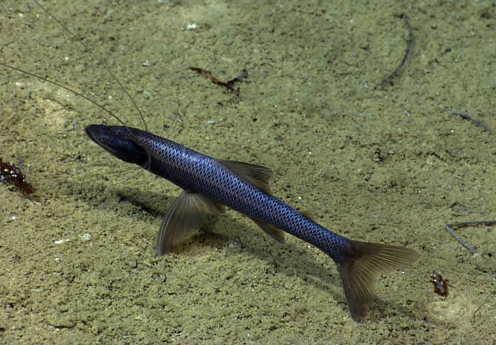Bathypterois phenax Bathypterois phenax