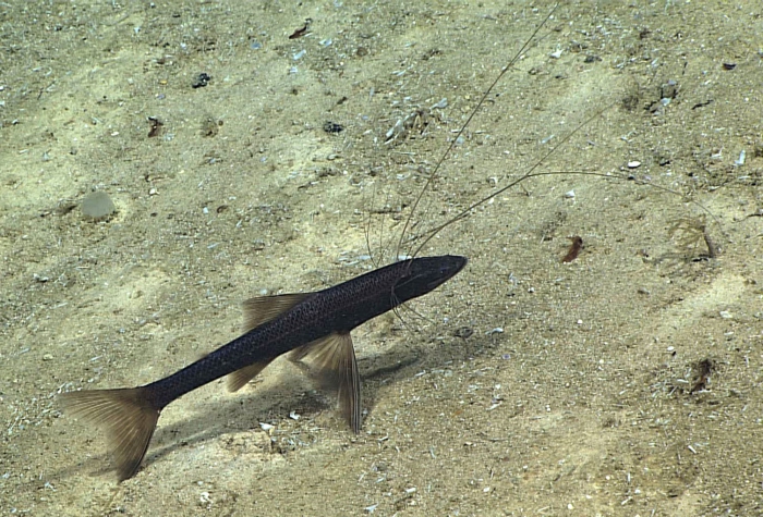 Bathypterois phenax Bathypterois phenax