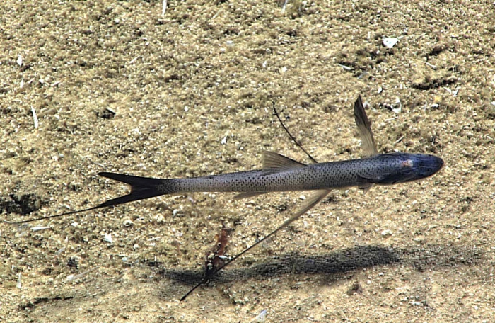 Bathypterois