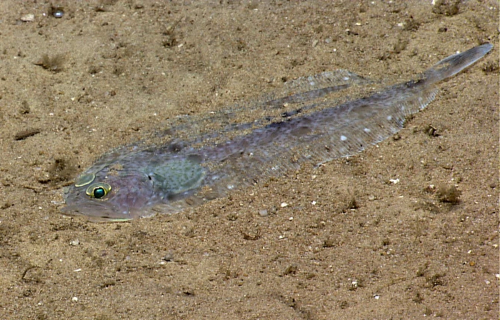 Chascanopsetta lugubris danae