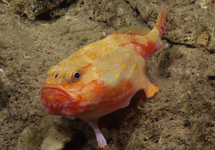 Chaunax pictus Chaunax pictus