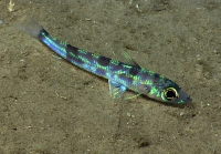 Chlorophthalmus agassizi, 606 m Pichincho, Caribbean.

Photograph courtesy of NOAA Okeanos Explorer, Océano Profundo 2015. Identification from photograph by A. Quattrini et al. For more information see: Quattrini AM, Demopoulos AWJ, Singer R, Roa-Veron A, Chaytor JD (2017). Demersal fish assemblages on seamounts and other rugged features in the northeastern Caribbean. Deep Sea Research Part I: Oceanographic Research Papers 123: 90-104.
