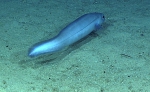 Coloconger meadi, 807 m Whiting Bank, Caribbean.

Photograph courtesy of NOAA Okeanos Explorer, Océano Profundo 2015. Identification from photograph by A. Quattrini et al. For more information see: Quattrini AM, Demopoulos AWJ, Singer R, Roa-Veron A, Chaytor JD (2017). Demersal fish assemblages on seamounts and other rugged features in the northeastern Caribbean. Deep Sea Research Part I: Oceanographic Research Papers 123: 90-104.