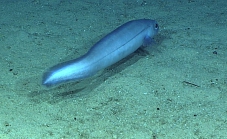 Coloconger meadi, 807 m Whiting Bank, Caribbean.

Photograph courtesy of NOAA Okeanos Explorer, Océano Profundo 2015. Identification from photograph by A. Quattrini et al. For more information see: Quattrini AM, Demopoulos AWJ, Singer R, Roa-Veron A, Chaytor JD (2017). Demersal fish assemblages on seamounts and other rugged features in the northeastern Caribbean. Deep Sea Research Part I: Oceanographic Research Papers 123: 90-104.