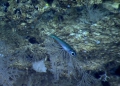 Epigonus cf. occidentalis, 444 m platform west of Puerto Rico, Caribbean.

Photograph courtesy of NOAA Okeanos Explorer, Océano Profundo 2015. Identification from photograph by A. Quattrini et al. For more information see: Quattrini AM, Demopoulos AWJ, Singer R, Roa-Veron A, Chaytor JD (2017). Demersal fish assemblages on seamounts and other rugged features in the northeastern Caribbean. Deep Sea Research Part I: Oceanographic Research Papers 123: 90-104.