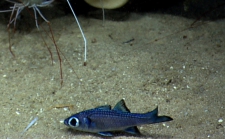 Epigonus sp.,435 m Pichincho, Caribbean.

Photograph courtesy of NOAA Okeanos Explorer, Ocno Profundo 2015. Identificationfrom photograph by A. Quattrini et al. For more information see: Quattrini AM, Demopoulos AWJ, Singer R, Roa-Veron A, Chaytor JD (2017). Demersal fish assemblages on seamounts and other rugged features in the northeastern Caribbean. Deep Sea Research Part I: Oceanographic Research Papers 123: 90-104.