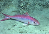 Etelis oculatus,442 m platform west of Puerto Rico, Caribbean.

Photograph courtesy of NOAA Okeanos Explorer, Ocno Profundo 2015. Identificationfrom photograph by A. Quattrini et al. For more information see: Quattrini AM, Demopoulos AWJ, Singer R, Roa-Veron A, Chaytor JD (2017). Demersal fish assemblages on seamounts and other rugged features in the northeastern Caribbean. Deep Sea Research Part I: Oceanographic Research Papers 123: 90-104.