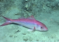 Etelis oculatus, 442 m platform west of Puerto Rico, Caribbean.

Photograph courtesy of NOAA Okeanos Explorer, Océano Profundo 2015. Identification from photograph by A. Quattrini et al. For more information see: Quattrini AM, Demopoulos AWJ, Singer R, Roa-Veron A, Chaytor JD (2017). Demersal fish assemblages on seamounts and other rugged features in the northeastern Caribbean. Deep Sea Research Part I: Oceanographic Research Papers 123: 90-104.