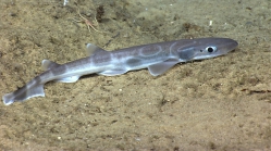 Galeus antillensis, 508 m platform west of Puerto Rico, Caribbean.

Photograph courtesy of NOAA Okeanos Explorer, Océano Profundo 2015. Identification from photograph by A. Quattrini et al. For more information see: Quattrini AM, Demopoulos AWJ, Singer R, Roa-Veron A, Chaytor JD (2017). Demersal fish assemblages on seamounts and other rugged features in the northeastern Caribbean. Deep Sea Research Part I: Oceanographic Research Papers 123: 90-104.