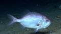 Gephyroberyx darwinii, 453 m platform west of Puerto Rico, Caribbean.

Photograph courtesy of NOAA Okeanos Explorer, Océano Profundo 2015. Identification from photograph by A. Quattrini et al. For more information see: Quattrini AM, Demopoulos AWJ, Singer R, Roa-Veron A, Chaytor JD (2017). Demersal fish assemblages on seamounts and other rugged features in the northeastern Caribbean. Deep Sea Research Part I: Oceanographic Research Papers 123: 90-104.