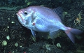 Gephyroberyx darwinii, 529 m Whiting Bank, Caribbean.

Photograph courtesy of NOAA Okeanos Explorer, Océano Profundo 2015. Identification from photograph by A. Quattrini et al. For more information see: Quattrini AM, Demopoulos AWJ, Singer R, Roa-Veron A, Chaytor JD (2017). Demersal fish assemblages on seamounts and other rugged features in the northeastern Caribbean. Deep Sea Research Part I: Oceanographic Research Papers 123: 90-104.