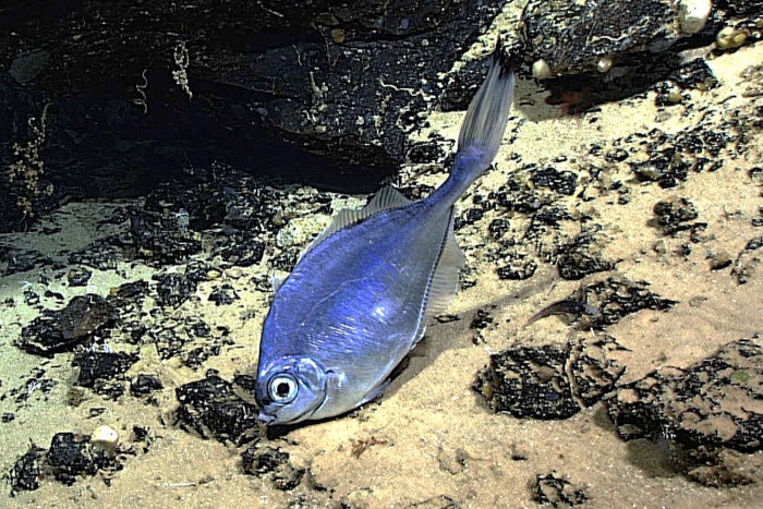 Grammicolepis brachiusculus Grammicolepis brachiusculus