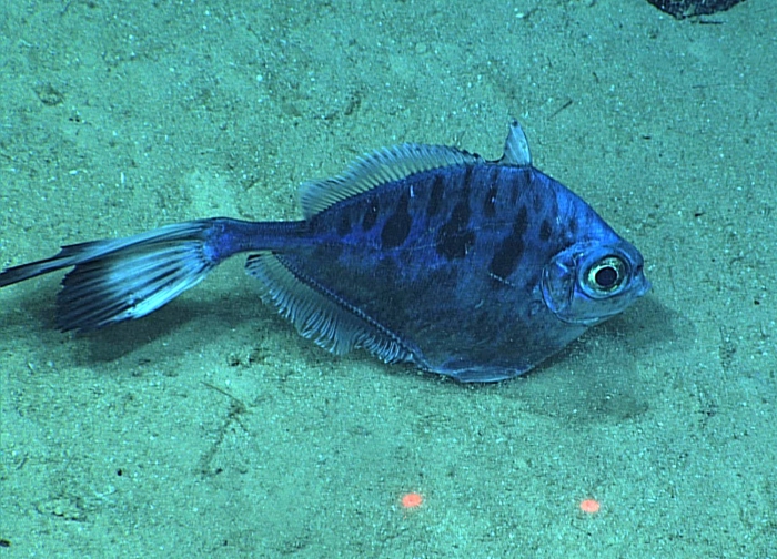Grammicolepis brachiusculus Grammicolepis brachiusculus