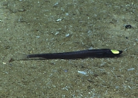 Ipnops murrayi, 2623 m Exocet Bank, Caribbean.

Photograph courtesy ofNOAA Okeanos Explorer, Ocano Profundo 2015. Identificationfrom photograph by A. Quattrini et al. For more information see: Quattrini AM, Demopoulos AWJ, Singer R, Roa-Veron A, Chaytor JD (2017). Demersal fish assemblages on seamounts and other rugged features in the northeastern Caribbean. Deep Sea Research Part I: Oceanographic Research Papers123: 90-104.