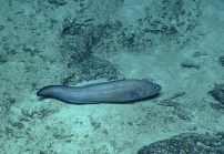 Monomitopus sp., 858 m, St. Croix Pinnacles, Caribbean.

Photograph courtesy of NOAA Okeanos Explorer, Océano Profundo 2015. Identification from photograph by A. Quattrini et al. For more information see: Quattrini AM, Demopoulos AWJ, Singer R, Roa-Veron A, Chaytor JD (2017). Demersal fish assemblages on seamounts and other rugged features in the northeastern Caribbean. Deep Sea Research Part I: Oceanographic Research Papers 123: 90-104.