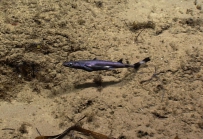 Mustelus canis, 606 m platform west of Puerto Rico, Caribbean.

Photograph courtesy ofNOAA Okeanos Explorer, Ocno Profundo 2015. Identificationfrom photograph by A. Quattrini et al. For more information see: Quattrini AM, Demopoulos AWJ, Singer R, Roa-Veron A, Chaytor JD (2017). Demersal fish assemblages on seamounts and other rugged features in the northeastern Caribbean. Deep Sea Research Part I: Oceanographic Research Papers123: 90-104.