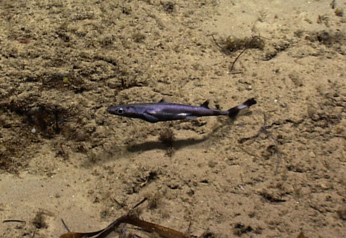 Mustelus canis Mustelus canis