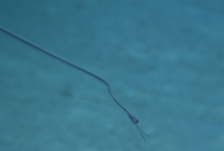 Nemichthys curvirostris, 818 m St. Croix Pinnacles, Caribbean.

Photograph courtesy of NOAA Okeanos Explorer, Océano Profundo 2015. Identification from photograph by A. Quattrini et al. For more information see: Quattrini AM, Demopoulos AWJ, Singer R, Roa-Veron A, Chaytor JD (2017). Demersal fish assemblages on seamounts and other rugged features in the northeastern Caribbean. Deep Sea Research Part I: Oceanographic Research Papers 123: 90-104.
