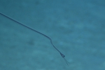 Nemichthys curvirostris