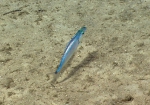 Neoepinnula americana