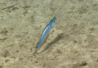 Neopinnula americana, 448 m platform west of Puerto Rico, Caribbean.

Photograph courtesy ofNOAA Okeanos Explorer, Ocano Profundo 2015. Identificationfrom photograph by A. Quattrini et al. For more information see: Quattrini AM, Demopoulos AWJ, Singer R, Roa-Veron A, Chaytor JD (2017). Demersal fish assemblages on seamounts and other rugged features in the northeastern Caribbean. Deep Sea Research Part I: Oceanographic Research Papers123: 90-104.