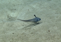 Nezumia aequalis, 868 m St. Croix Pinnacles, Caribbean.

Photograph courtesy of NOAA Okeanos Explorer, Océano Profundo 2015. Identification from photograph by A. Quattrini et al. For more information see: Quattrini AM, Demopoulos AWJ, Singer R, Roa-Veron A, Chaytor JD (2017). Demersal fish assemblages on seamounts and other rugged features in the northeastern Caribbean. Deep Sea Research Part I: Oceanographic Research Papers 123: 90-104.