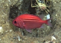 Ositchthys trachypoma, 302 m platform west of Puerto Rico, Caribbean.

Photograph courtesy of NOAA Okeanos Explorer, Océano Profundo 2015. Identification from photograph by A. Quattrini et al. For more information see: Quattrini AM, Demopoulos AWJ, Singer R, Roa-Veron A, Chaytor JD (2017). Demersal fish assemblages on seamounts and other rugged features in the northeastern Caribbean. Deep Sea Research Part I: Oceanographic Research Papers 123: 90-104.