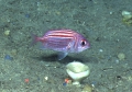 Ostichthys trachypoma, 430 m platform west of Puerto Rico, Caribbean.

Photograph courtesy of NOAA Okeanos Explorer, Océano Profundo 2015. Identification from photograph by A. Quattrini et al. For more information see: Quattrini AM, Demopoulos AWJ, Singer R, Roa-Veron A, Chaytor JD (2017). Demersal fish assemblages on seamounts and other rugged features in the northeastern Caribbean. Deep Sea Research Part I: Oceanographic Research Papers 123: 90-104.